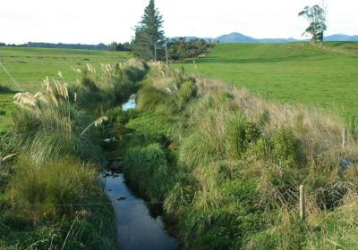 Examples of riparian planting